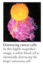 cancer cell